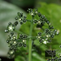 Psychotria longipetiolata Thwaites